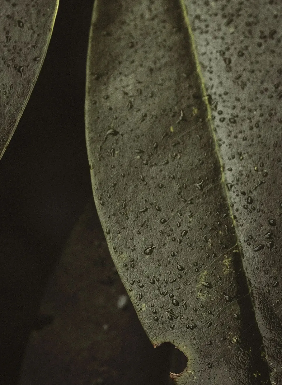 body_wash_herbarium_refil_3.webp SUSAN BIJL Body Wash Herbarium REFILL< Body Care